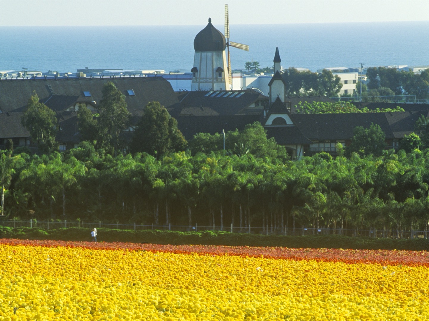 The Carlsbad Flower Fields in bloom, ranunculus in rows above the sea